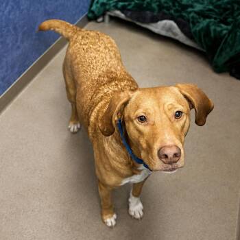 Custard -  Chesapeake Bay Retriever and Mixed Breed Dog for Adoption in South Elgin, Illinois - Custard | PetCurious