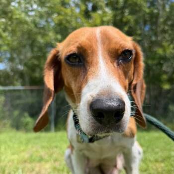 Momma Bagel -  Beagle Dog for Adoption in Newport, North Carolina - Momma Bagel | PetCurious