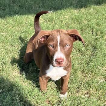Mixed Breed Dogs Available for Adoption in Austin, Texas - Mudkip | PetCurious