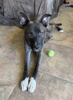 Shepherd and Husky Dogs Available for Adoption in Phoenix, Arizona - Hydro | PetCurious