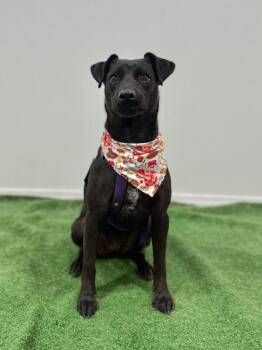 Labrador Retriever and Mixed Breed Dogs Available for Adoption - Nala | PetCurious