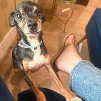 Vernon *Arriving 10/24* D12761 -  Rat Terrier and Chihuahua Dog for Adoption - Vernon *Arriving 10/24* D12761 | PetCurious