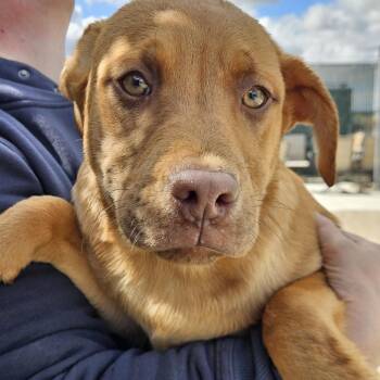 Border Collie and Pit Bull Terrier Dogs Available for Adoption in Reno, Nevada - Red | PetCurious