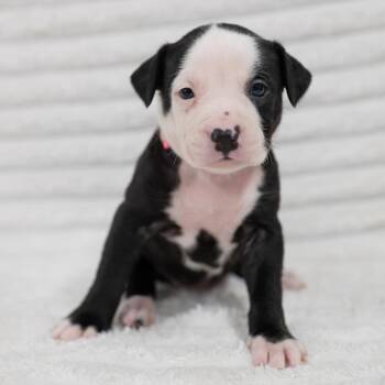 Black Labrador Retriever and Rottweiler Dogs Available for Adoption in Fulton, Missouri - Petal | PetCurious