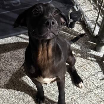 Lucky -  Mixed Breed Dog for Adoption in Gainesville, Georgia - Lucky | PetCurious