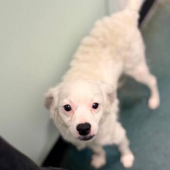 Serafina -  Cocker Spaniel and Mixed Breed Dog for Adoption in Chico, California - Serafina | PetCurious