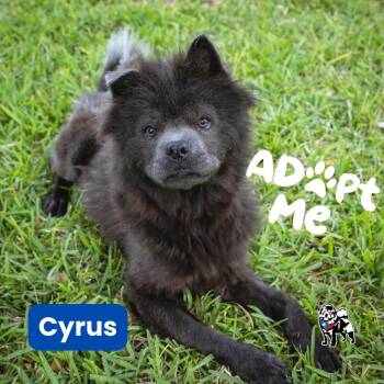 Rescue Chow Chow Dogs for Adoption in Houston, Texas - Cyrus | PetCurious