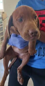 Kalliope -  Labrador Retriever and Rhodesian Ridgeback Dog for Adoption in West Memphis, Arkansas - Kalliope | PetCurious