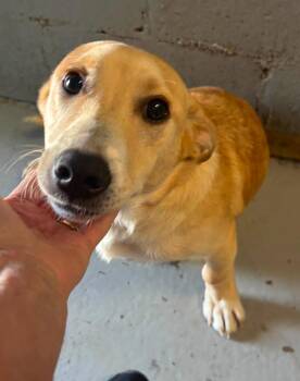 Roy - At shelter available 8/31 -  Corgi Dog for Adoption in Rustburg, Virginia - Roy - At Shelter Available 8/31 | PetCurious