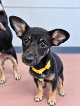 Winnie -  Rat Terrier Dog for Adoption in Walker, Louisiana - Winnie | PetCurious