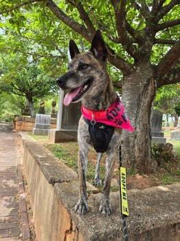 Shepherd and Mixed Breed Dogs Available for Adoption in Atlanta, Georgia - Prissy | PetCurious