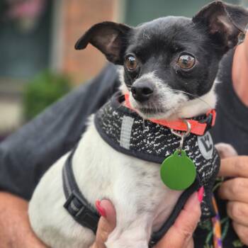 Chihuahua Dogs Available for Adoption in Metairie, Louisiana - Missy | PetCurious