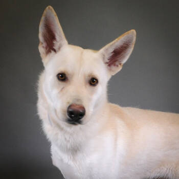 Rescue Siberian Husky Dogs for Adoption in Houston, Texas - Johnny | PetCurious