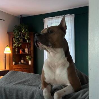 Rescue Pit Bull Terrier Dogs for Adoption in Reisterstown, Maryland - Monchi | PetCurious