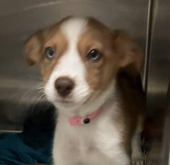 Carley -  Australian Shepherd Dog for Adoption in Parma, Ohio - Carley | PetCurious