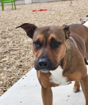 Terrier and Mixed Breed Dogs Available for Adoption - Rosie | PetCurious