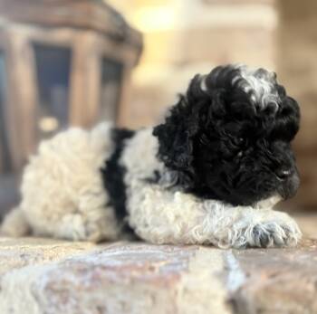 Fancy -  Toy Poodle Dog for Sale in Lucedale, Mississippi - Fancy | PetCurious