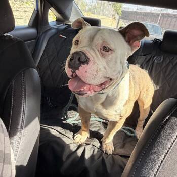 Ox ~ Coming Soon!!! -  Pit Bull Terrier Dog Available for Adoption in Chicago, Illinois - Ox ~ Coming Soon!!! | PetCurious