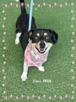 Terrier Dogs Available for Adoption in Marietta, Georgia - COCO | PetCurious