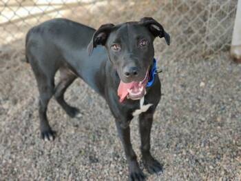 Rescue Labrador Retriever and Great Dane Dogs for Adoption in Pasadena, California - SHADOW (puppy) | PetCurious