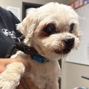 Poodle Dogs Available for Adoption in Yuma, Arizona - Romeo | PetCurious