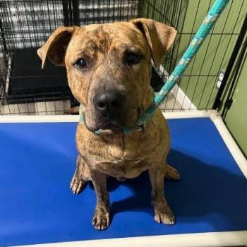 Bennett -  Mixed Breed Dog for Adoption in Chelmsford, Massachusetts - Bennett | PetCurious