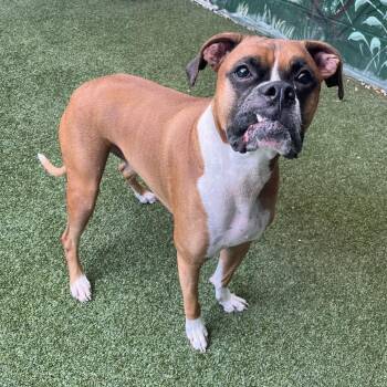 Doc -  Mixed Breed Dog for Adoption in Fairport, New York - Doc | PetCurious