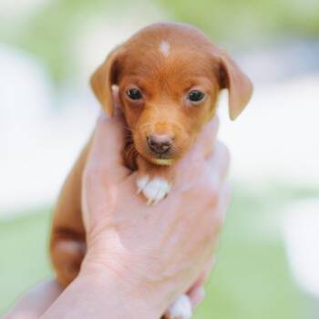 Chihuahua Dogs Available for Adoption in Northbrook, Illinois - Handy Mandy | PetCurious