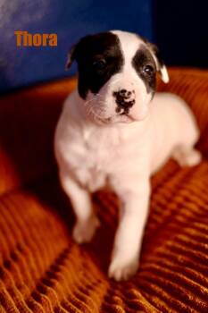 American Staffordshire Terrier Dogs Available for Adoption in Duluth, Minnesota - Thora | PetCurious