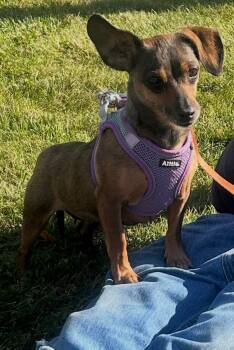 Sissy -  Chihuahua and Dachshund Dog for Adoption in Stoughton, Massachusetts - Sissy | PetCurious
