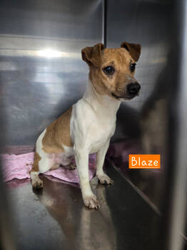 Rescue Rat Terrier Dogs for Adoption in Albemarle, North Carolina - Blaze | PetCurious