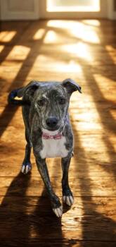 Rescue Catahoula Leopard Dog Dogs for Adoption in Alexandria, Louisiana - Piper | PetCurious