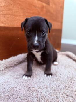 Duncan -  Husky and German Shepherd Dog Dog for Adoption in Spokane, Washington - Duncan | PetCurious