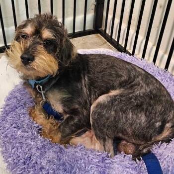 Teddy -  Miniature Schnauzer and Miniature Poodle Dog for Adoption in Toms Brook, Virginia - Teddy | PetCurious