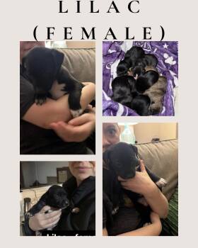 Border Collie Dogs Available for Adoption - Lilac (available 3/21/26) | PetCurious