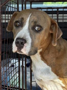 Trinity -  Pit Bull Terrier Dog for Adoption in Salisbury, Maryland - Trinity | PetCurious