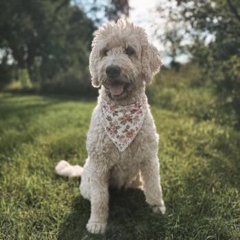 Willow -  Golden Retriever and Poodle Dog for Adoption in Minneapolis, Minnesota - Willow | PetCurious
