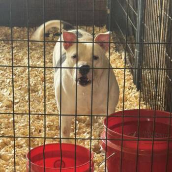 Jazzy -  Pit Bull Terrier Dog Available for Adoption in Anahuac, Texas - Jazzy | PetCurious