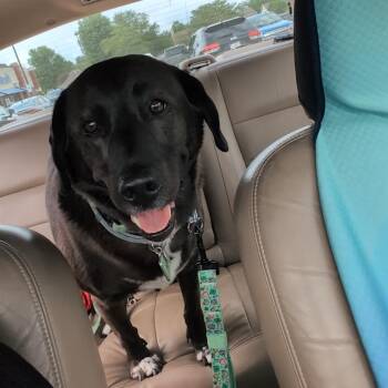 Angel -  Black Labrador Retriever Dog for Adoption in Plainfield, Illinois - Angel | PetCurious