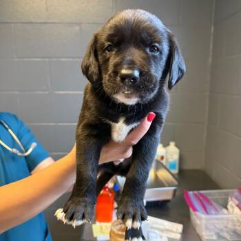Hound and Mixed Breed Dogs Available for Adoption in Tuscaloosa, Alabama - Donald | PetCurious
