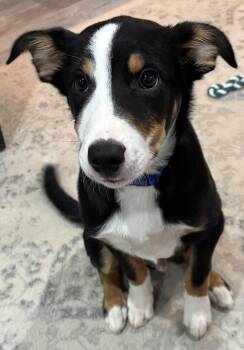 Border Collie Dogs Available for Adoption - Slim | PetCurious