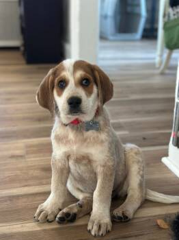 Rescue Mixed Breed Dogs for Adoption in Taycheedah, Wisconsin - Scout | PetCurious