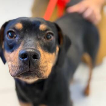 Nova -  Beagle and Mixed Breed Dog for Adoption in Park City, Utah - Nova | PetCurious