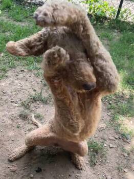 Brandy -  Labrador Retriever and Poodle Dog for Adoption in Little Rock, Arkansas - Brandy | PetCurious
