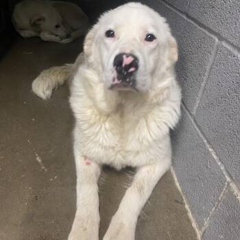 Great Pyrenees and Mixed Breed Dogs Available for Adoption in Corbin, Kentucky - Mario | PetCurious