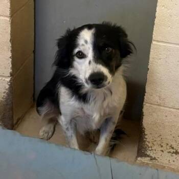 Callie -  Border Collie and Spaniel Dog for Adoption in Grass Valley, California - Callie | PetCurious