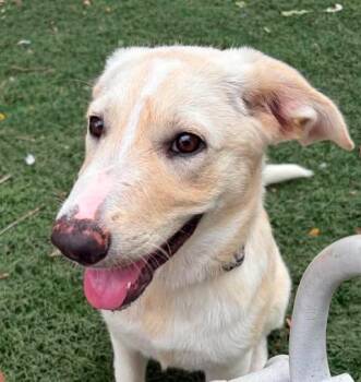Blossom -  Great Pyrenees and German Shepherd Dog Dog for Adoption in VERNON ROCKVL, Connecticut - Blossom | PetCurious