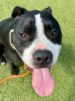 Raider -  Mixed Breed Dog for Adoption in Wichita, Kansas - Raider | PetCurious