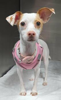 Chihuahua and Terrier Dogs Available for Adoption - Basil  | PetCurious