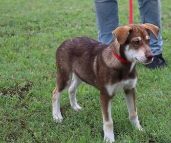 Terrier Dogs Available for Adoption in Pflugerville, Texas - Freyja | PetCurious